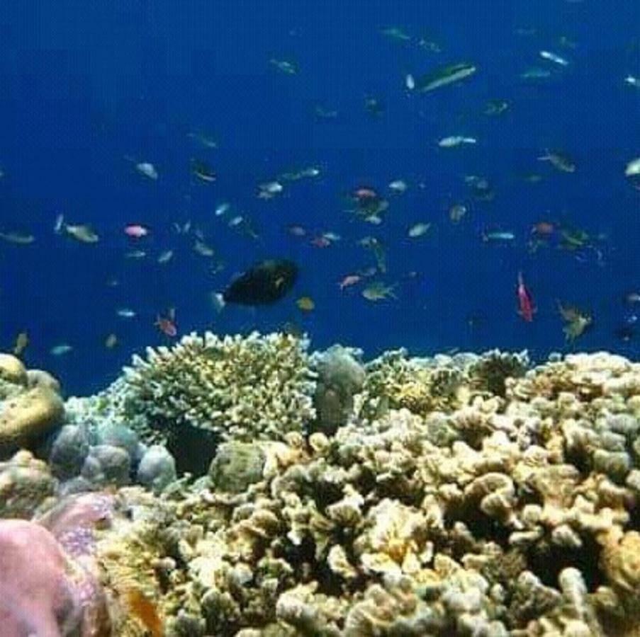 Taman Menjangan Homestay By Snorkelingmenjangan Banyuwedang Exterior photo